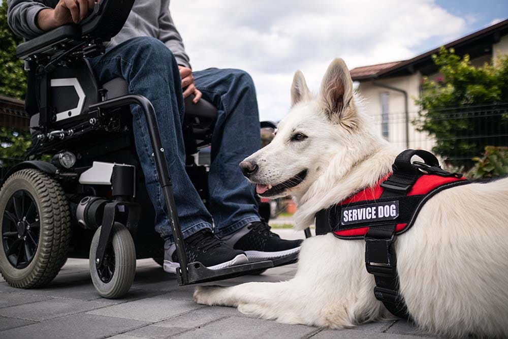 Landlord’s Obligations to Accommodate Emotional Support Animals and Service Animals