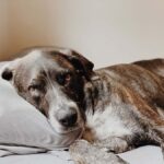 What Can a Landlord Charge for a Pet?